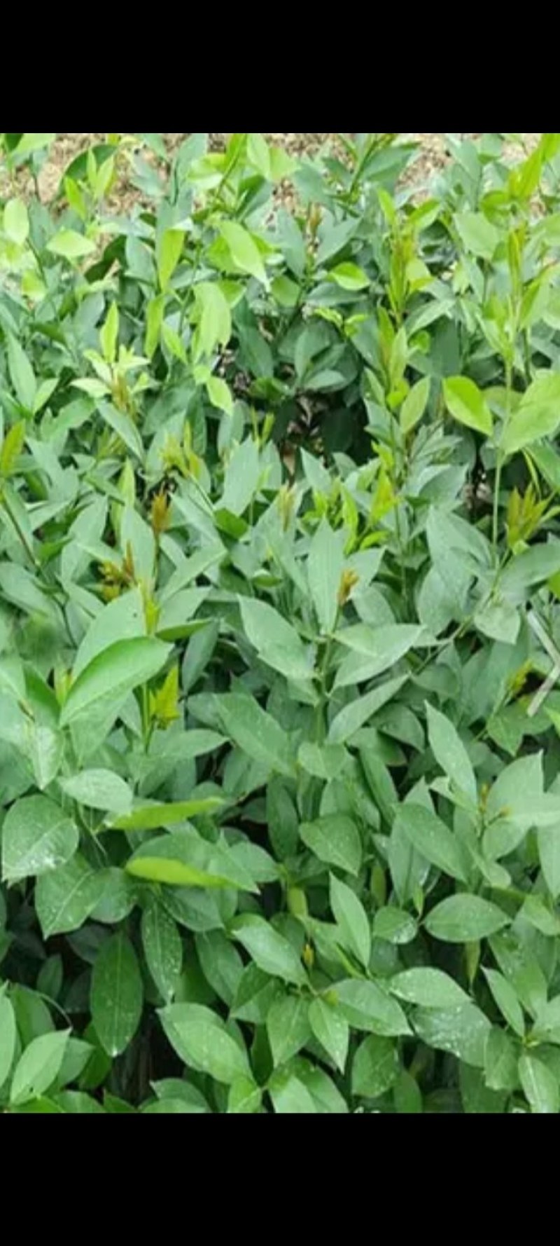香橙苗