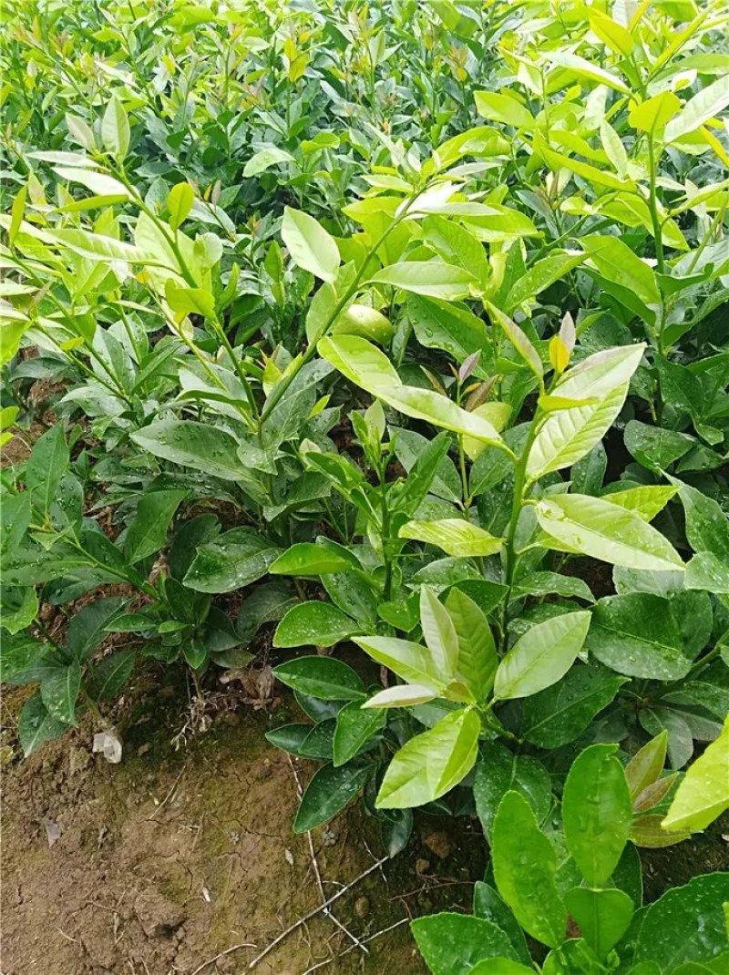 香橙苗
