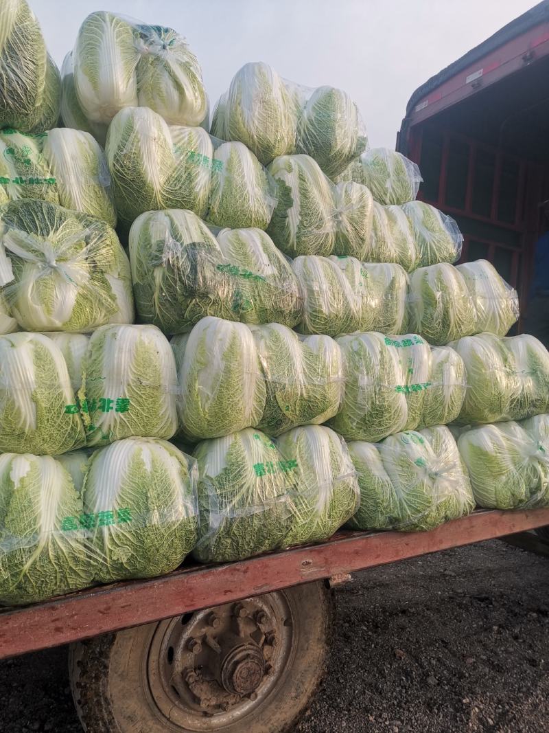 湖北精品黄心大白菜，大型基地，现砍现装，保质保量