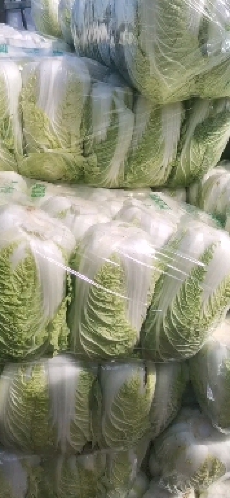 湖北精品黄心大白菜，大型基地，现砍现装，保质保量