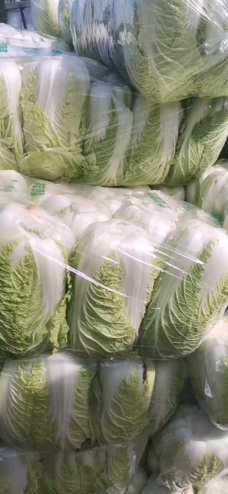 湖北精品黄心大白菜，大型基地，现砍现装，保质保量