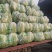 湖北精品黄心大白菜，大型基地，现砍现装，保质保量