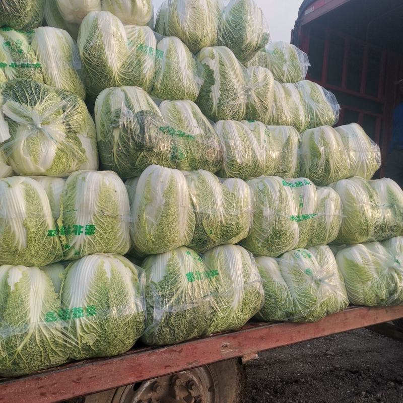 湖北精品黄心大白菜，大型基地，现砍现装，保质保量