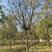 精品皂角树，全冠.一级树.8-18公分都有.