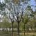 精品皂角树，全冠.一级树.8-18公分都有.
