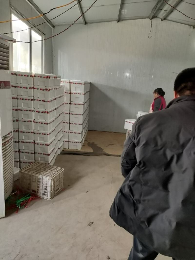 商河精品圣女果釜山88圣女果小番茄小柿子产地直发