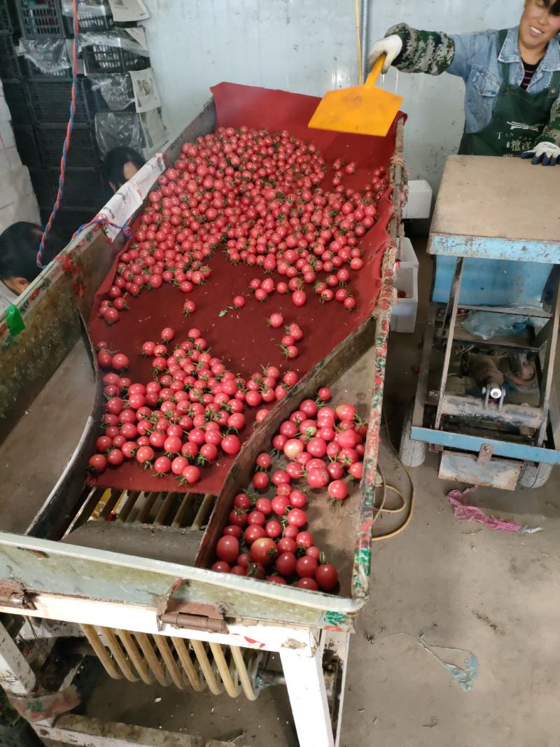 商河精品圣女果釜山88圣女果小番茄小柿子产地直发