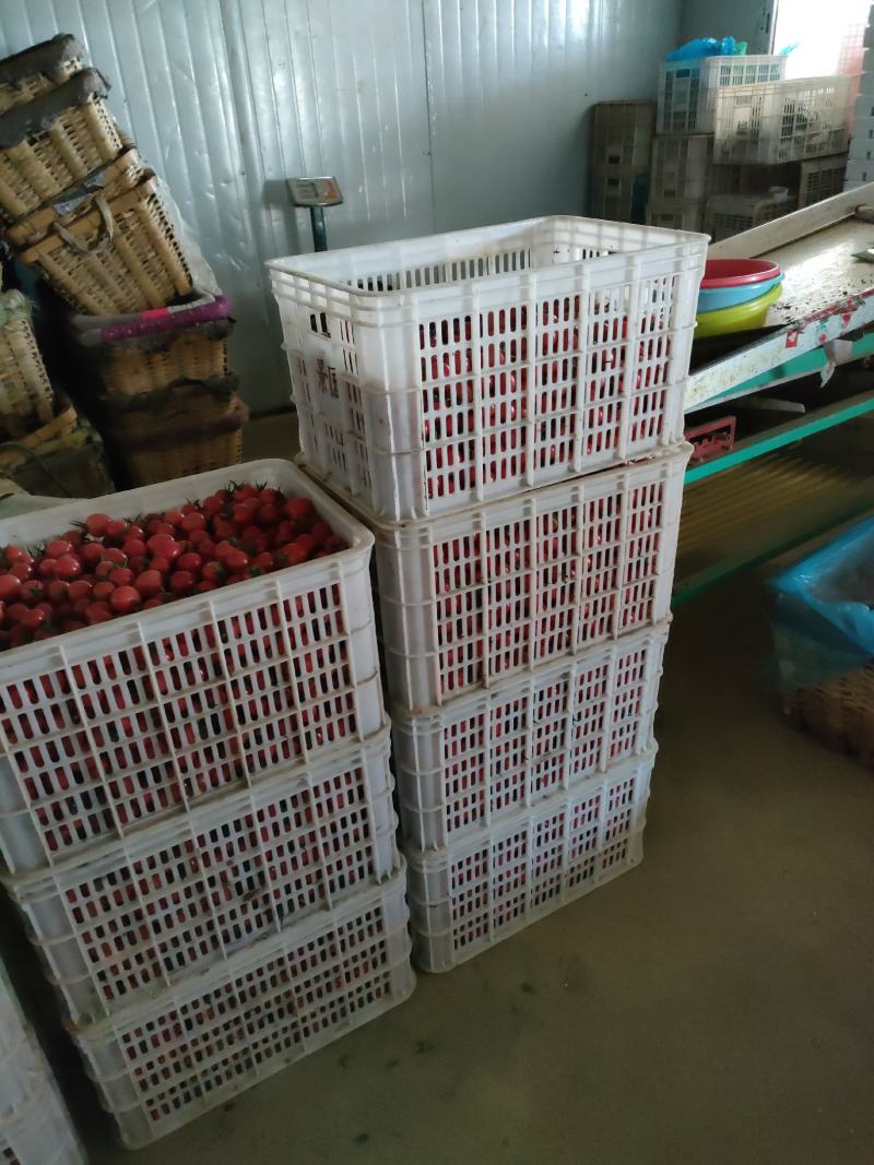 商河精品圣女果釜山88圣女果小番茄小柿子产地直发