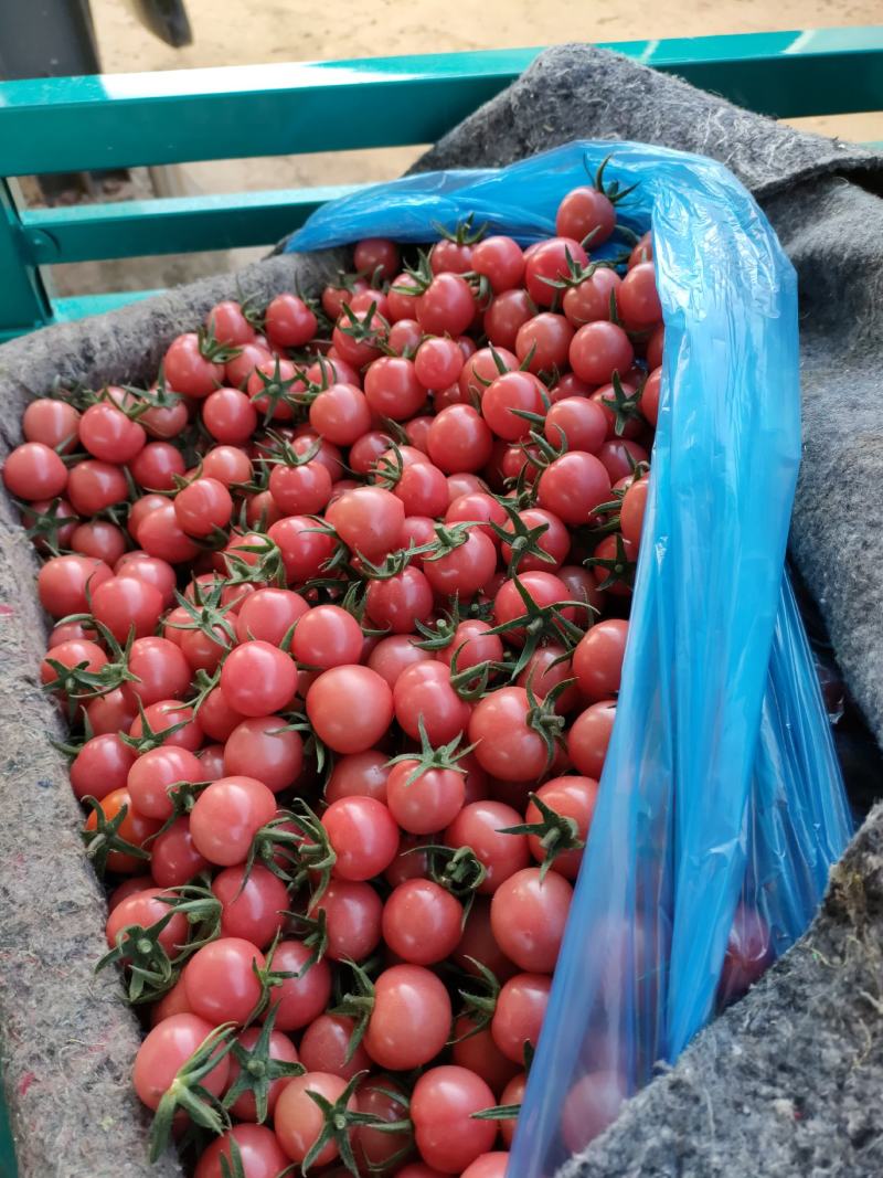 商河精品圣女果釜山88圣女果小番茄小柿子产地直发