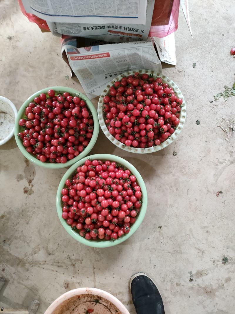 商河精品圣女果釜山88圣女果小番茄小柿子产地直发