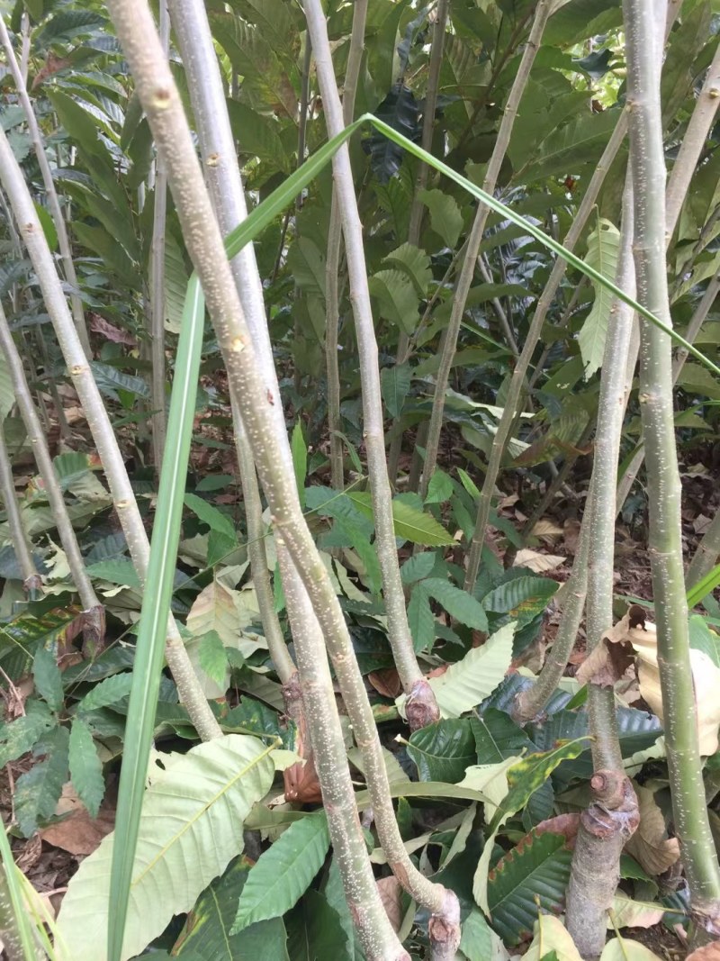 四川大红袍板粟苗，极速发货，时效保证，品质保证