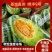 精品博洋9号甜瓜皮薄肉厚水分足质量保证基地直供对接商超