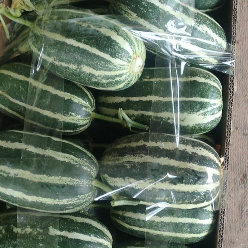 精品博洋9号甜瓜皮薄肉厚水分足质量保证基地直供对接商超
