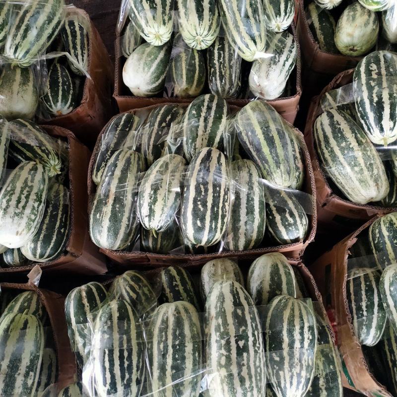 精品博洋9号甜瓜皮薄肉厚水分足质量保证基地直供对接商超
