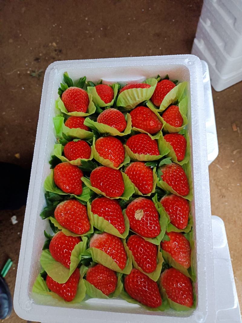 草莓质量保证，价格随市场价，希望各地老板订购，合作共赢，