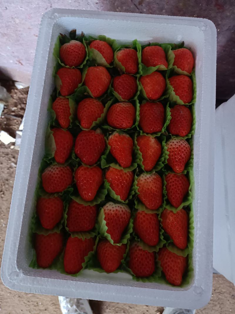草莓质量保证，价格随市场价，希望各地老板订购，合作共赢，