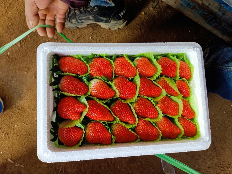 草莓质量保证，价格随市场价，希望各地老板订购，合作共赢，