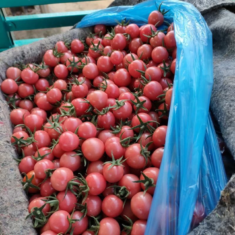 商河精品圣女果釜山88圣女果小番茄小柿子产地直发