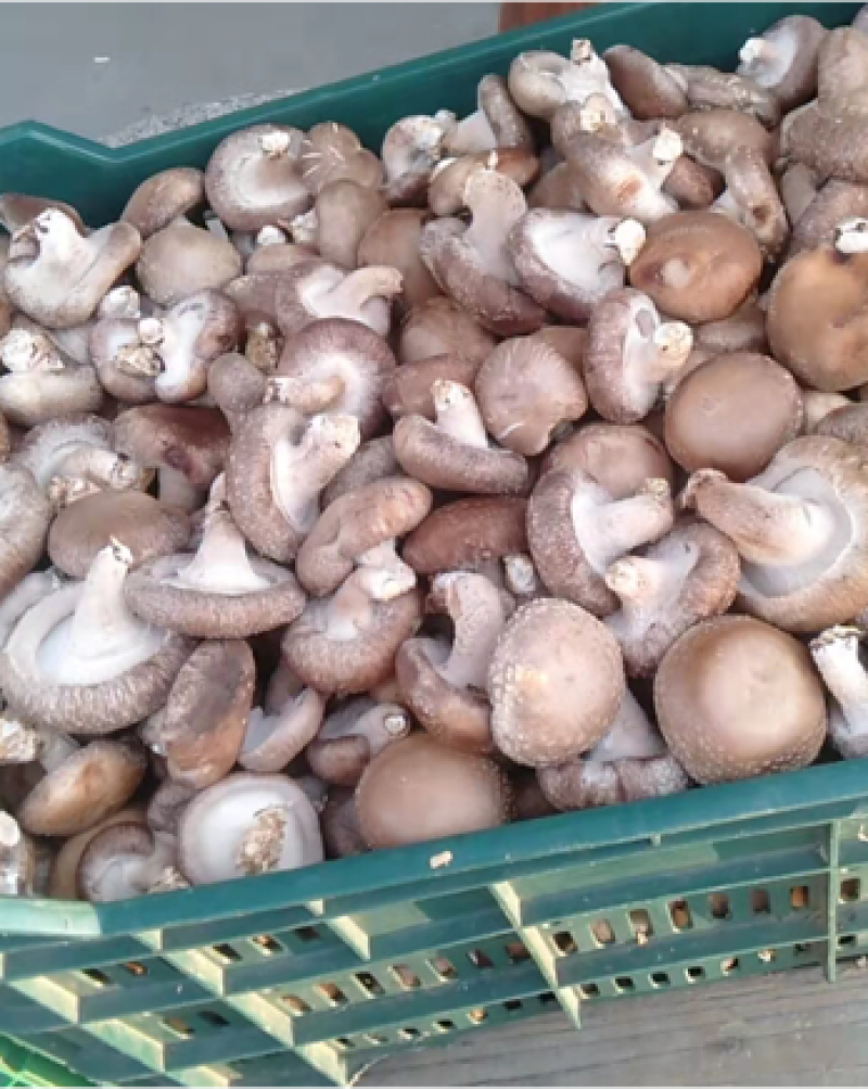 大量新鲜冬菇上市