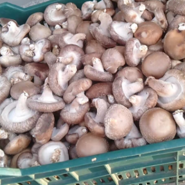 大量新鲜冬菇上市