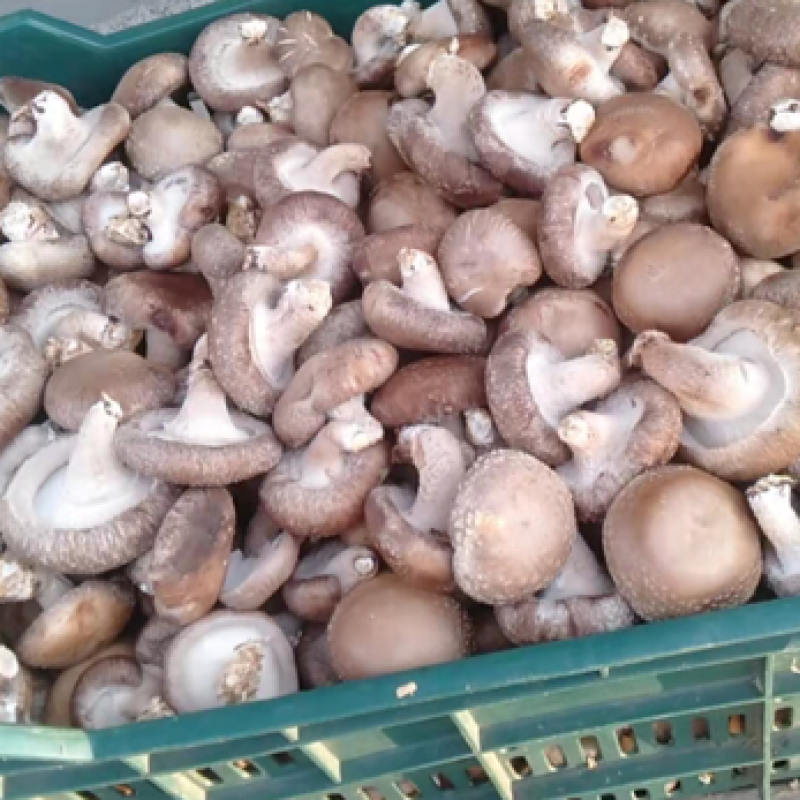 大量新鲜冬菇上市