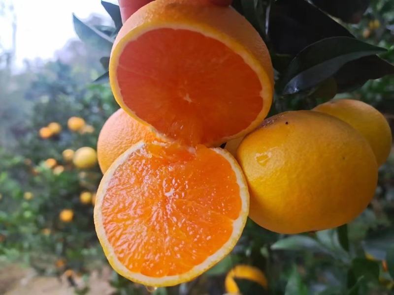 湖北宜昌秭归九月红脐橙基地直供保质保量量大从优