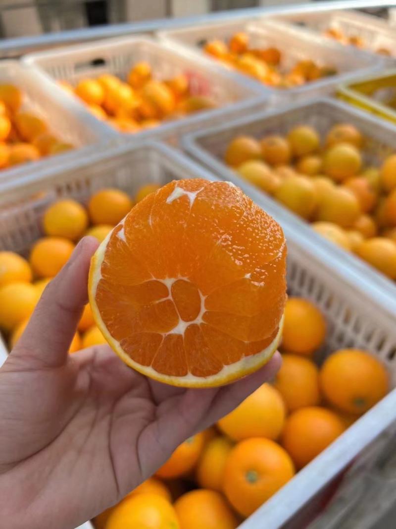 湖北宜昌秭归九月红脐橙基地直供保质保量量大从优