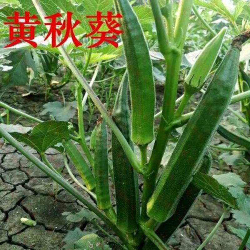 黄秋葵种子一年四季可种植补肾果不易老可生吃的蔬菜种子