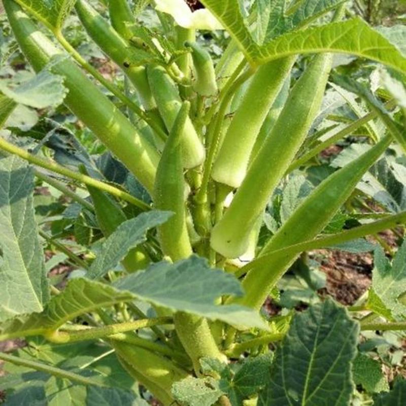 黄秋葵种子一年四季可种植补肾果不易老可生吃的蔬菜种子