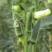 黄秋葵种子一年四季可种植补肾果不易老可生吃的蔬菜种子