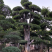 榆树、榆树桩、榆树盆景、地径30-50公分高4-5.5米
