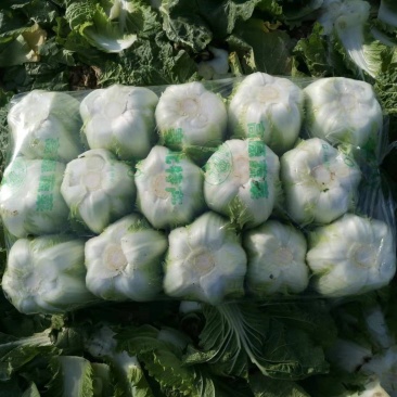 白菜，2024年十月23日大白菜大量供应。寻找合作伙伴！