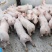 供应优质三元仔猪小猪猪苗长势快适应能力强