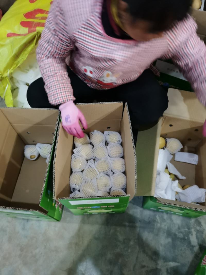 （砀山酥梨）陕西蒲城产地直发，现场打包，皮薄肉厚，一件代