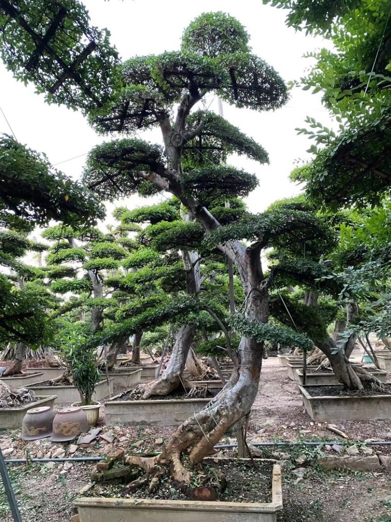 榆树、榆树桩、榆树盆景、地径30-50公分高4-5.5米