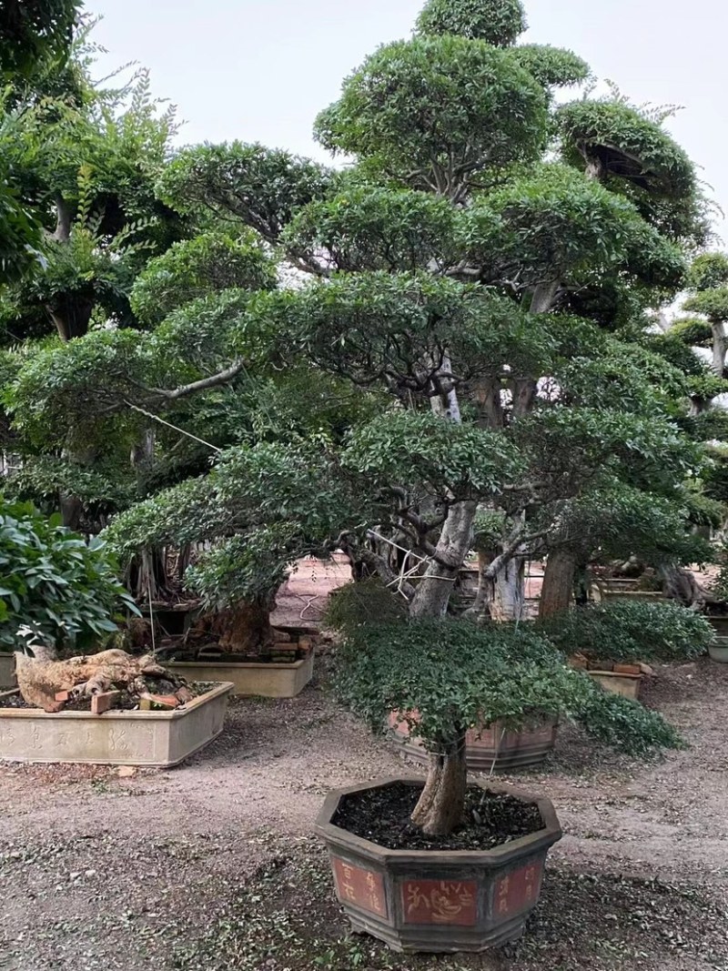 榆树、榆树桩、榆树盆景、地径30-50公分高4-5.5米