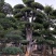榆树、榆树桩、榆树盆景、地径30-50公分高4-5.5米