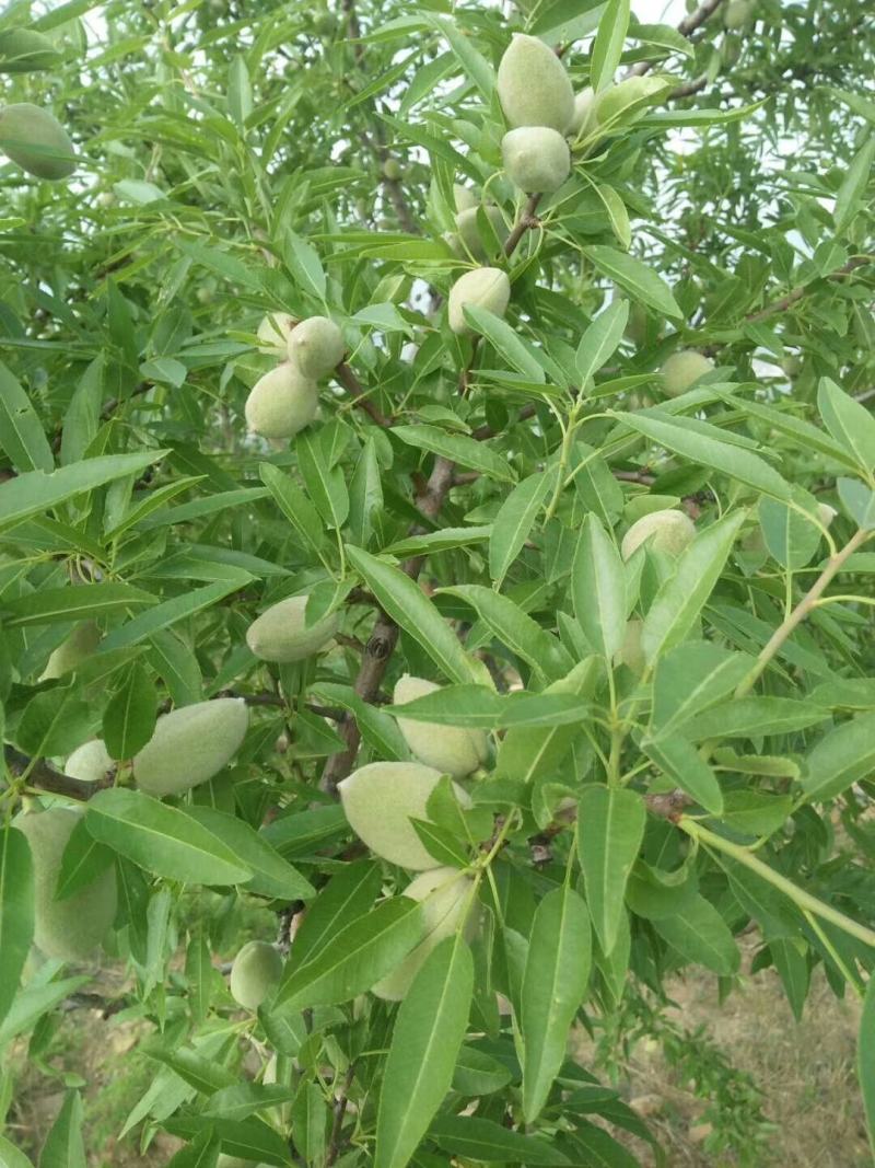 基地出售巴旦木树苗美国扁桃苗美国大扁桃树苗