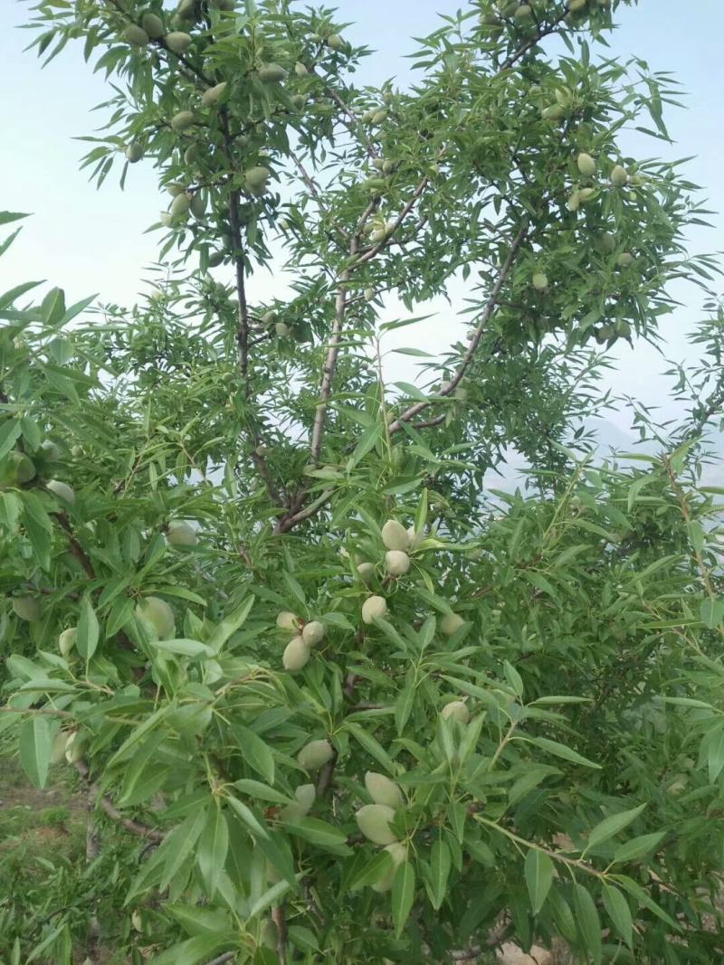 基地出售巴旦木树苗美国扁桃苗美国大扁桃树苗