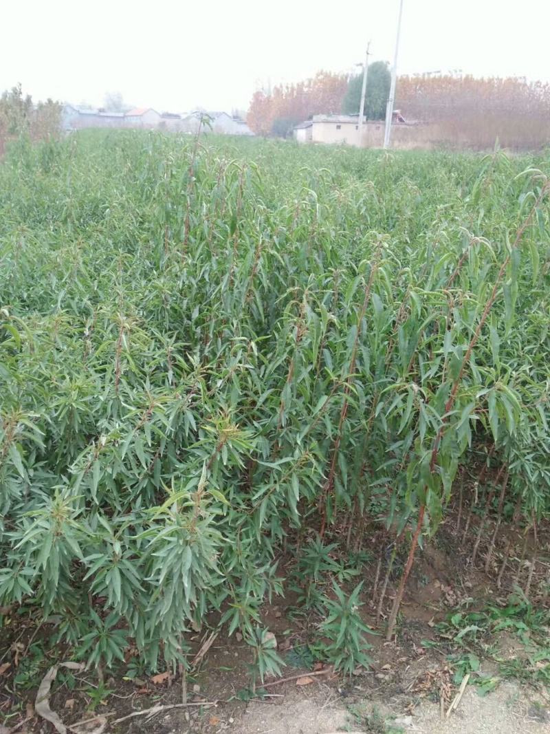 基地出售巴旦木树苗美国扁桃苗美国大扁桃树苗