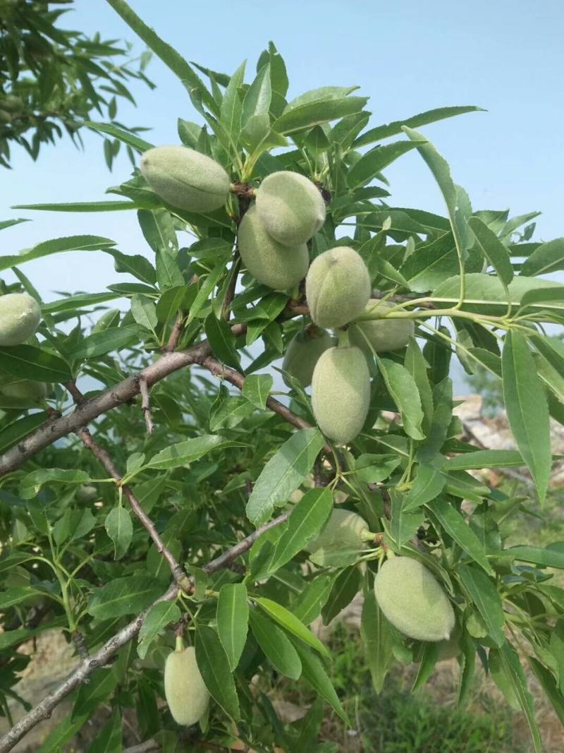 基地出售巴旦木树苗美国扁桃苗美国大扁桃树苗