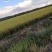 黑龙江省北大荒农垦2025年新北大荒前进农场的圆粒米