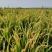 黑龙江省北大荒农垦2025年新北大荒前进农场的圆粒米