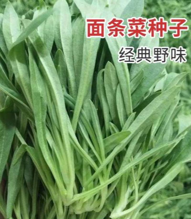 面条菜种子四季播春秋露地秋冬季保健蔬菜野菜籽春季四籽种孑