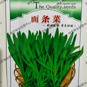 面条菜种子四季播春秋露地秋冬季保健蔬菜野菜籽春季四籽种孑