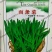 面条菜种子四季播春秋露地秋冬季保健蔬菜野菜籽春季四籽种孑