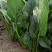 单县万亩优质菠菜大量上市，一手货源、代发全国