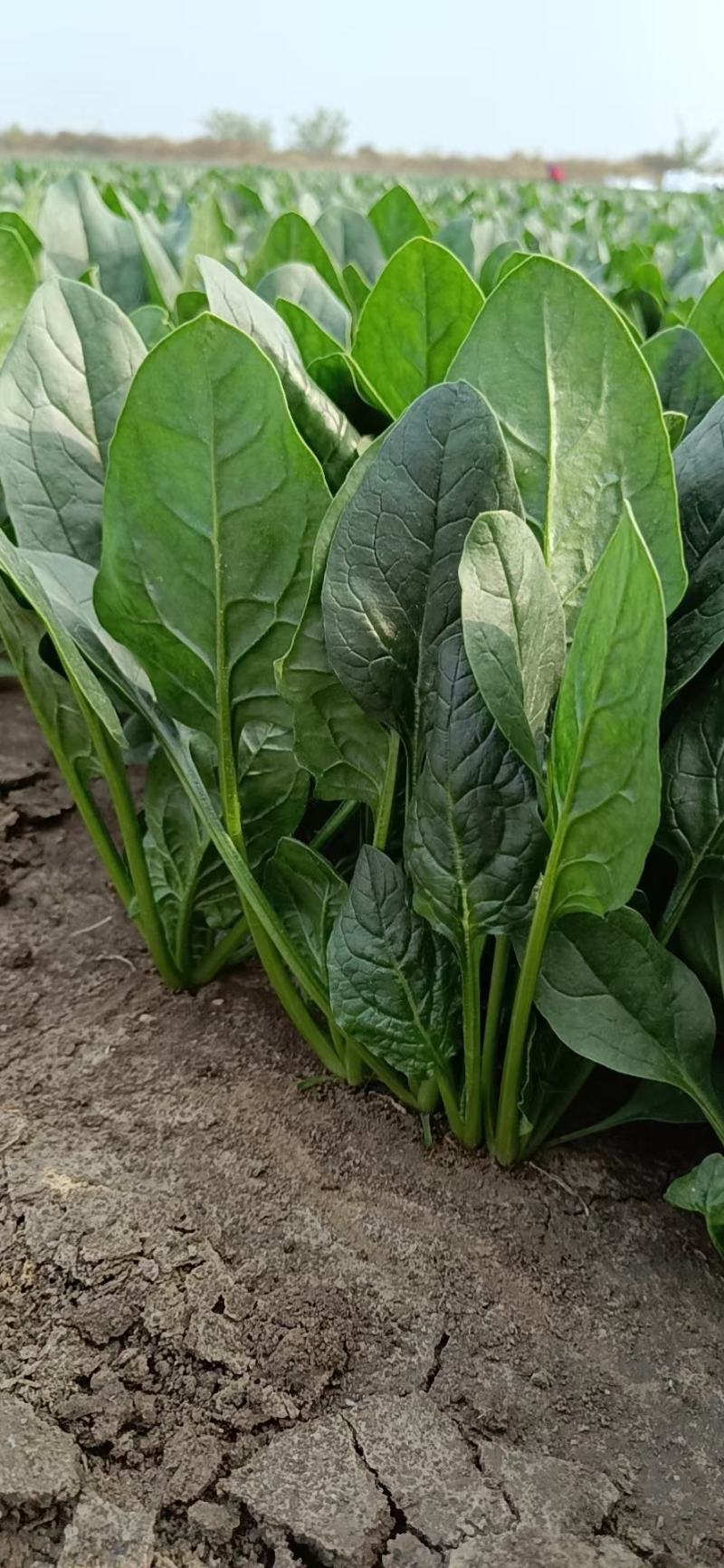 单县万亩优质菠菜大量上市，一手货源、代发全国