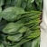 单县万亩优质菠菜大量上市，一手货源、代发全国
