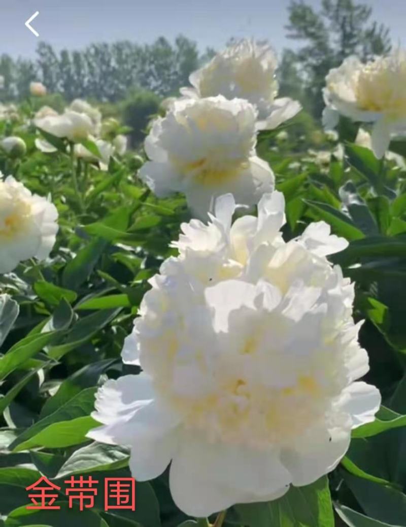 大花芍药切花芍药菏泽正宗观赏基地盆栽顺丰包邮